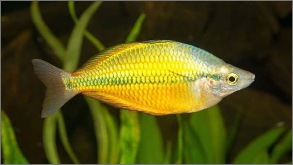 The Axelrodi rainbow fish
