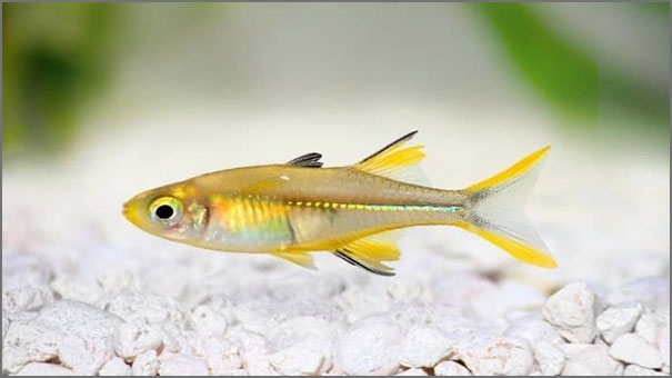 The Celebes rainbowfish
