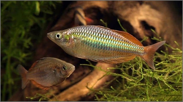 The Eastern rainbow fish