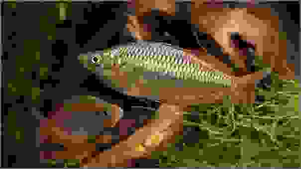 The Eastern rainbow fish