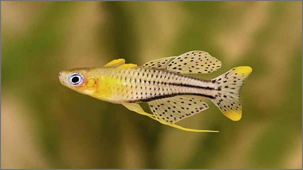 The Pseudomugil rainbow fish
