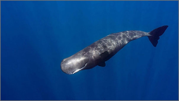 The bowhead whale