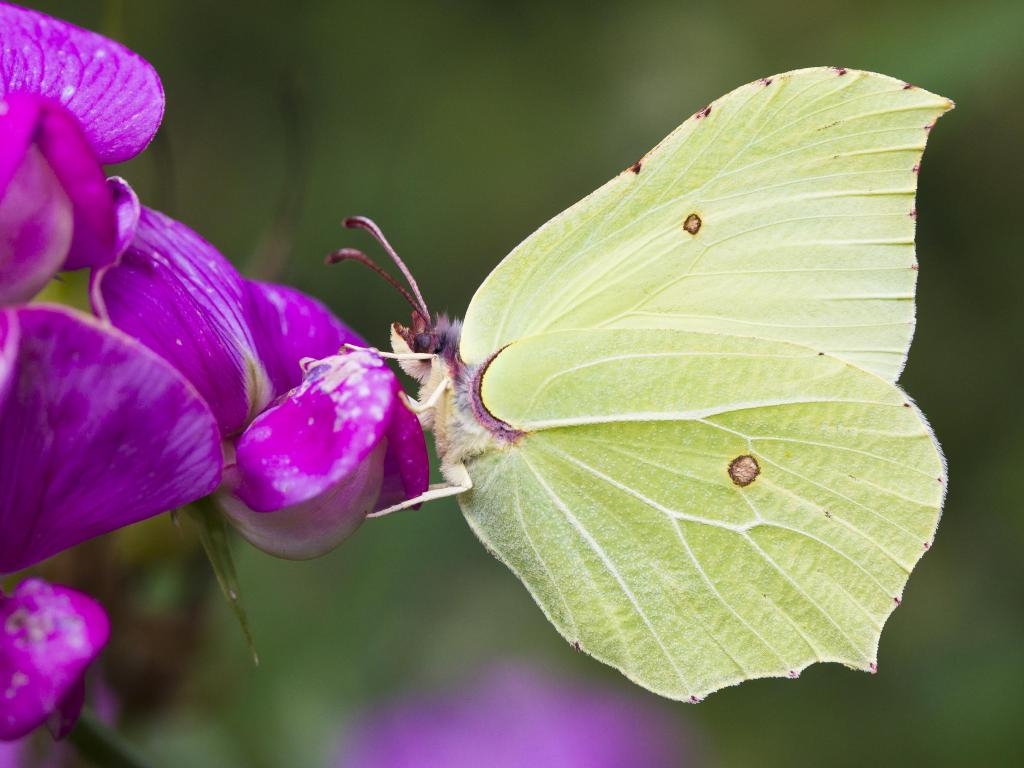 The Brimstone butterfly