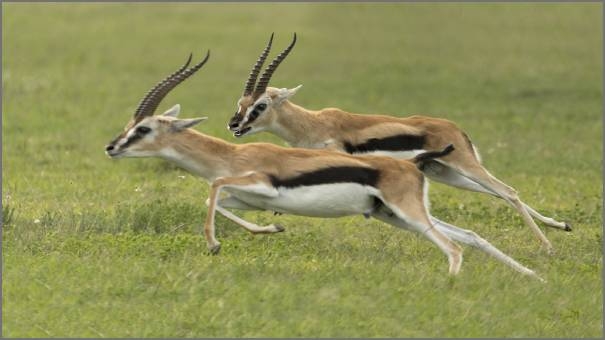 Thomson's Gazelle