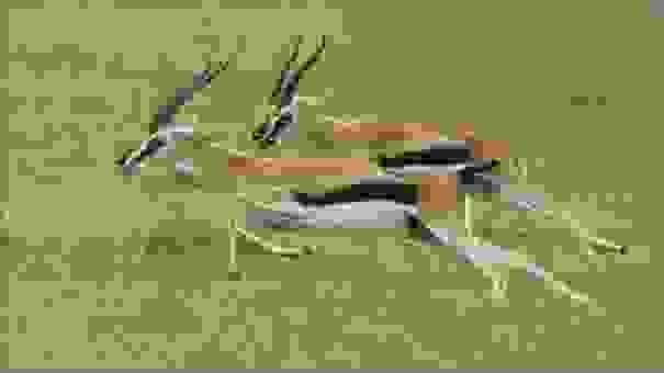 Thomson's Gazelle