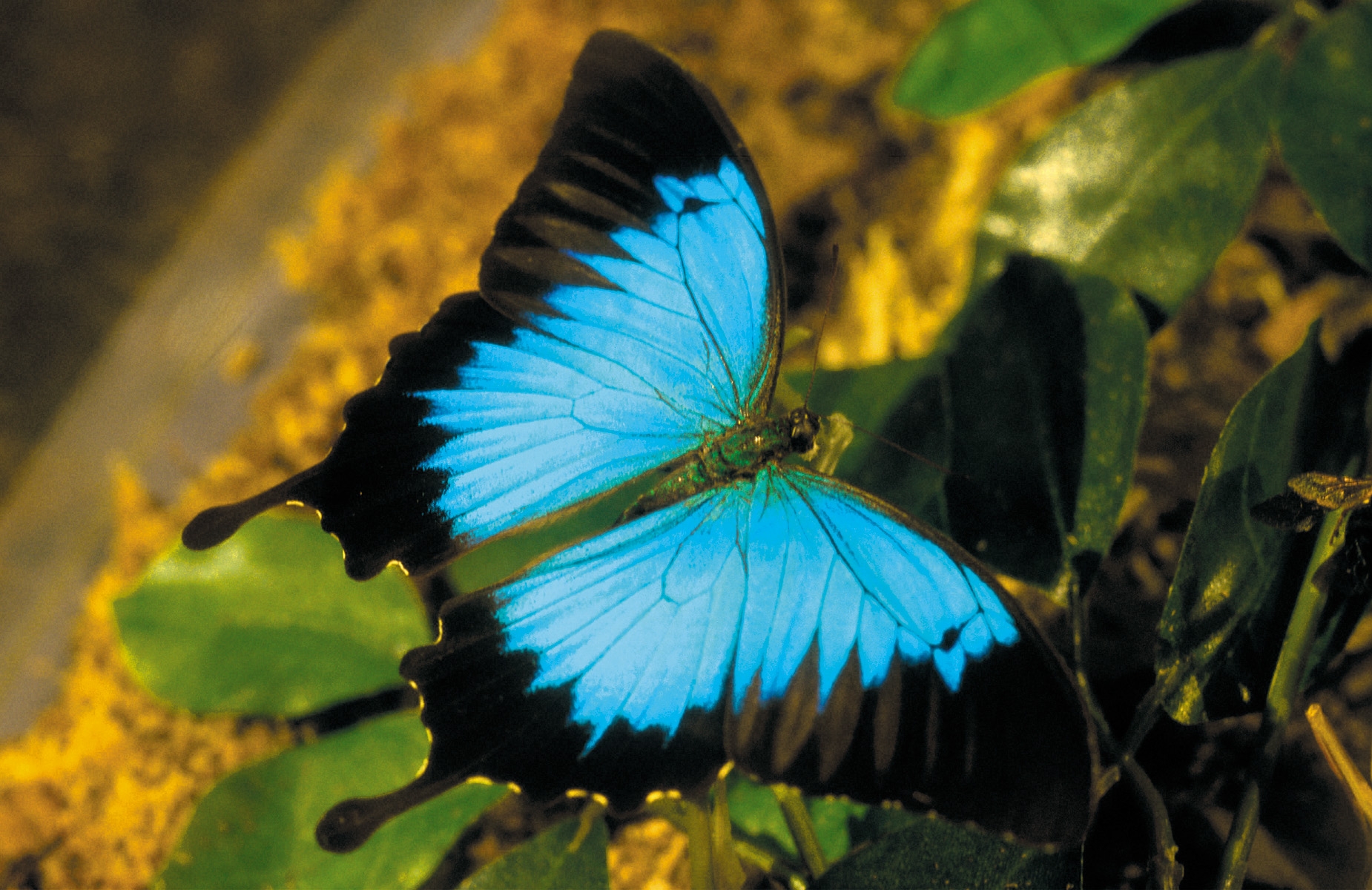 Ulysses butterfly