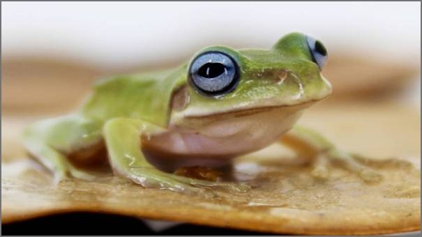 White-eyed frog
