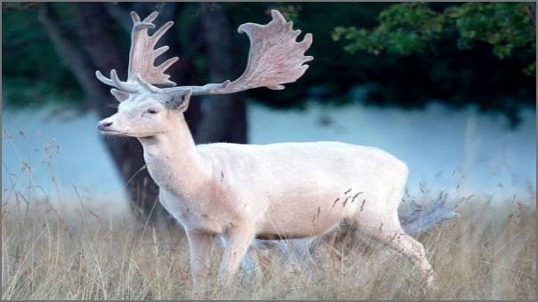 White deer