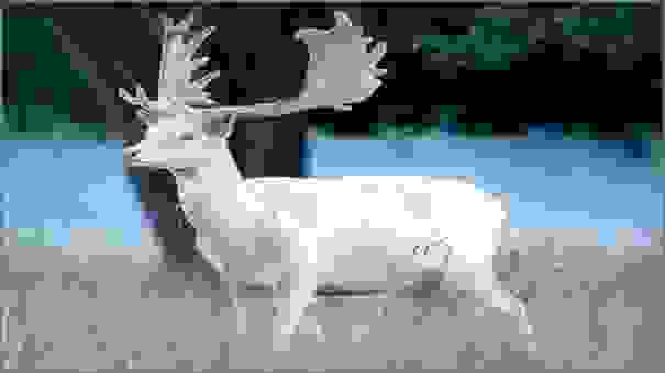White deer