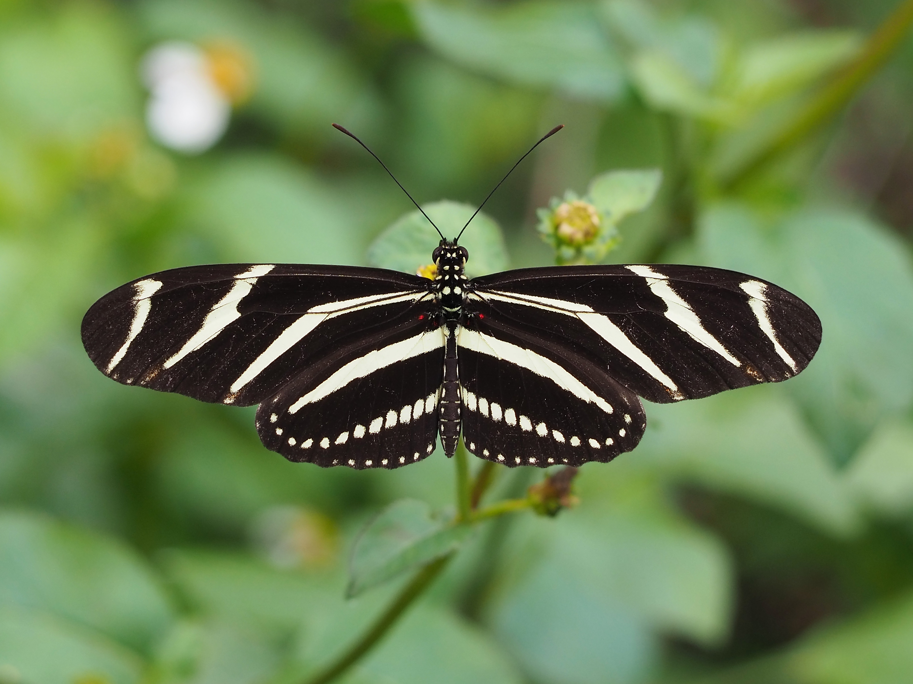 Zebra butterfly