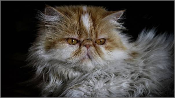cat Becky face cat Becky face