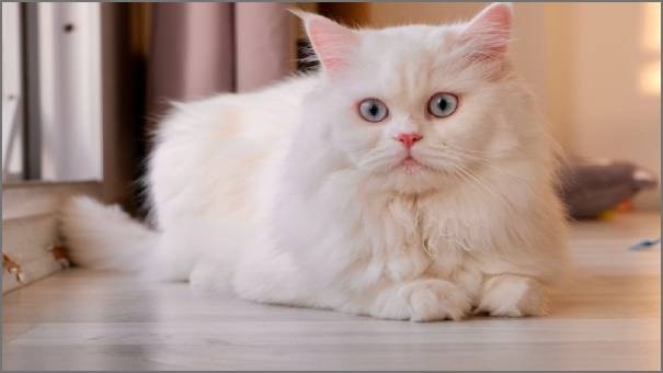 cat Doll Face cat Doll Face