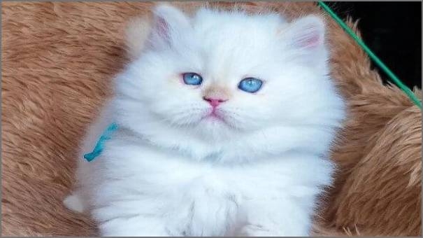 cat half pecky cat half pecky