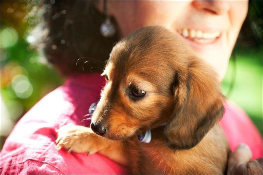 اعتنِ بحيوانٍ أليف