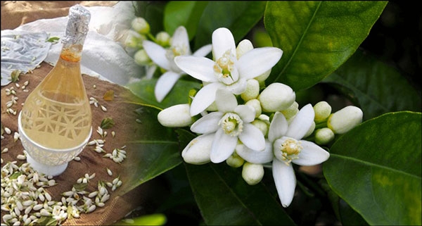 فوائد ماء الزهر