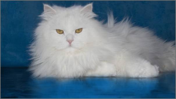 moon face cat moon face cat