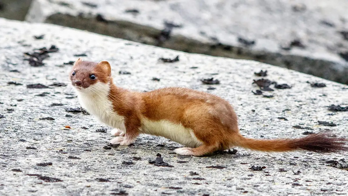 ابن عرس ذو الذيل الطويل