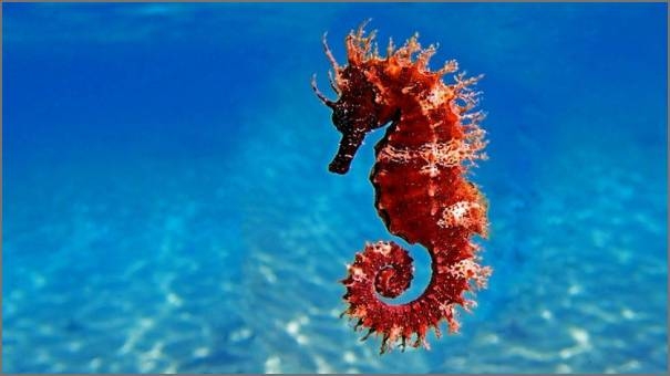 seahorse seahorse