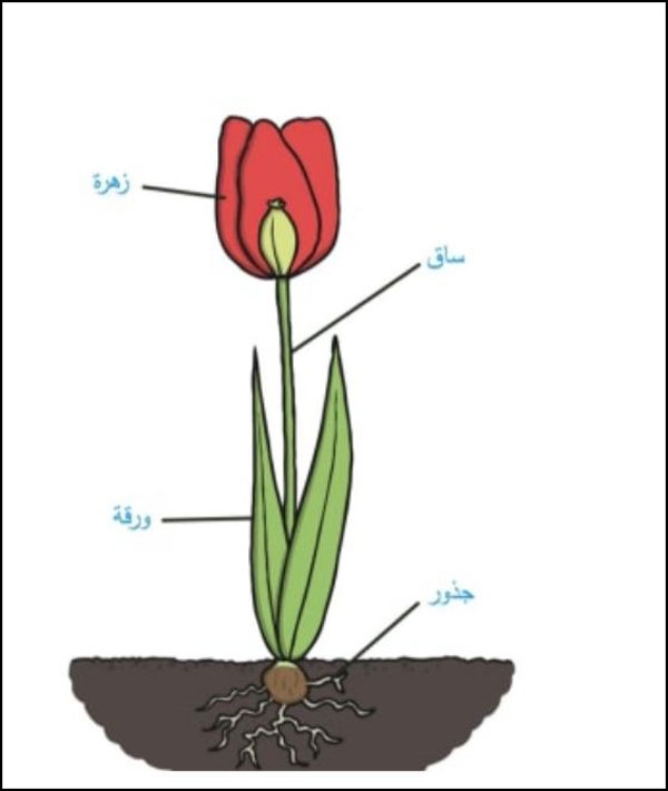 أجزاء النبات ووظائفها