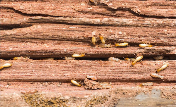 صورة للنمل الأبيض وهو يأكل الأثاث الخشبي