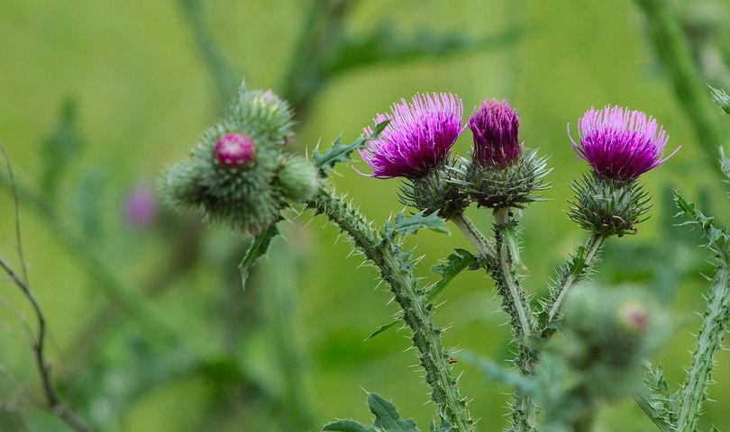 أضرار عشبة الشوك المقدس