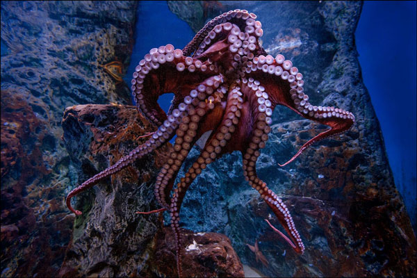 أنواع الأخطبوط