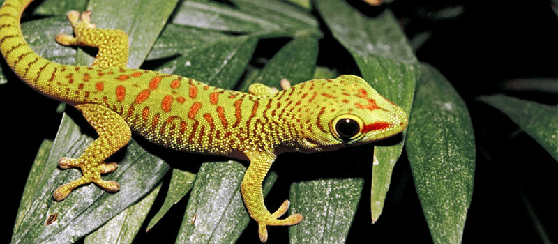 أحد أنواع الوزغ المنقطة 