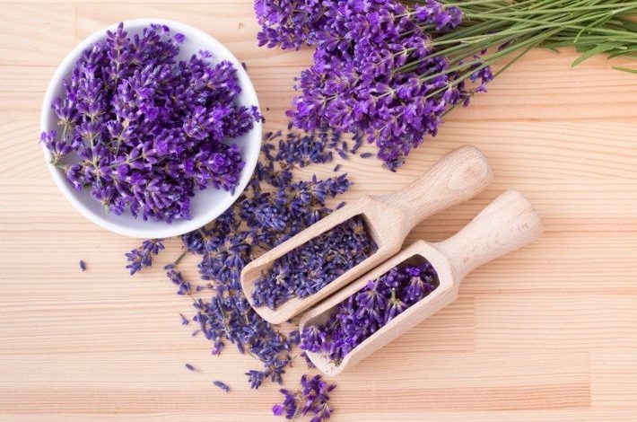 أنواع اللافندر