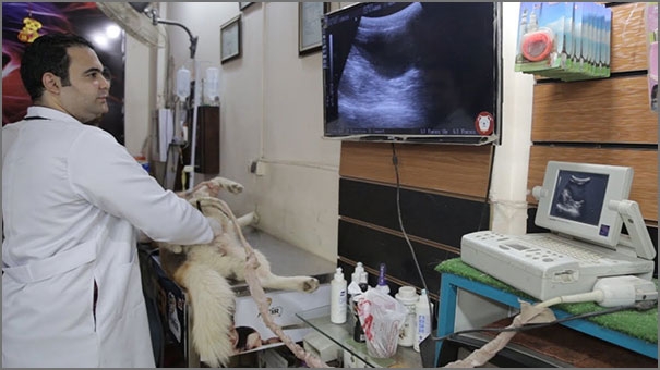 اختصاص الطب البيطري