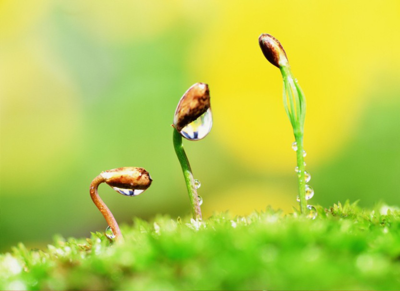 البدايات الجديدة