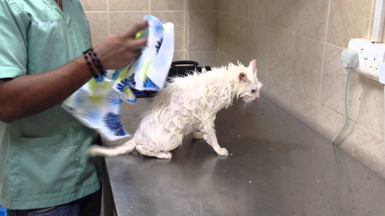 الحمام والعناية الشخصية بالقطط