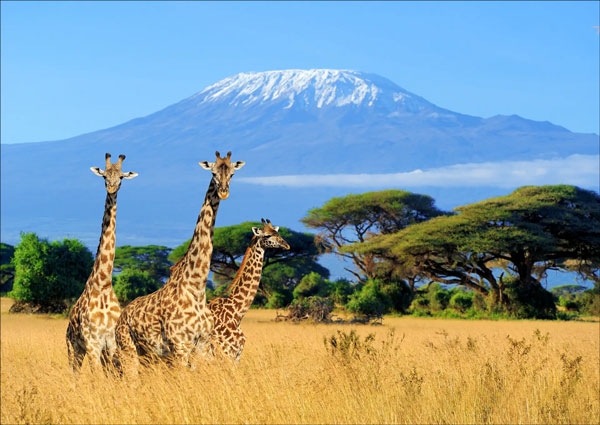 الحياة البرية في كينيا