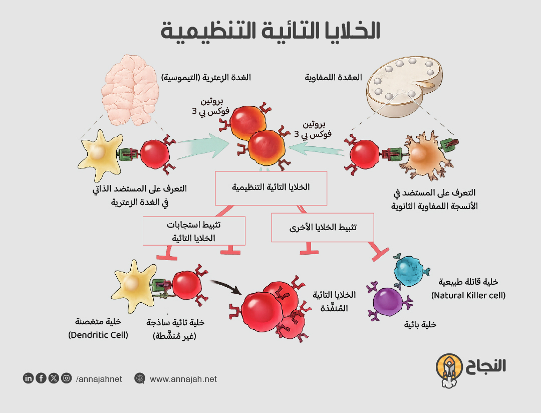 الخلايا التائية المنظمة الخلايا التائية المنظمة