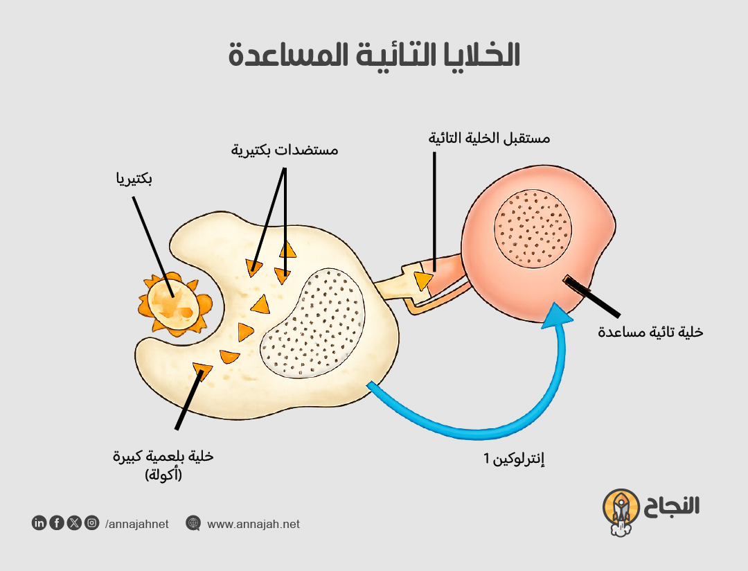 الخلايا التائية المساعدة الخلايا التائية المساعدة