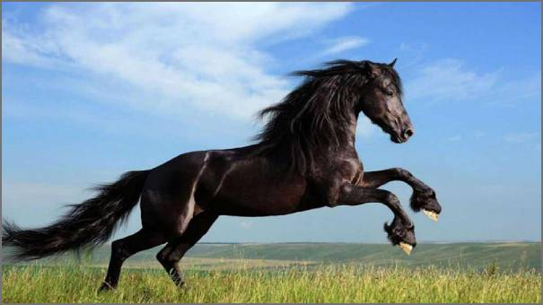 شكل الخيل الأعوجية