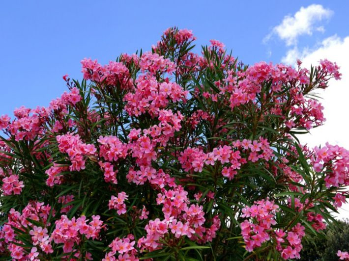 شجرة الدفلة السامة