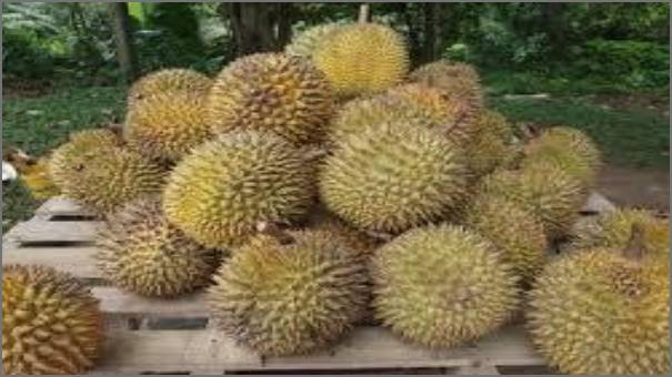 الدوريان شكل فاكهة الدوريان من الخارج