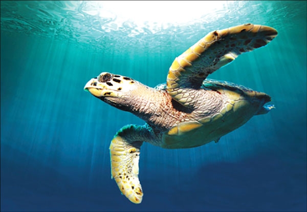 السلاحف البحرية