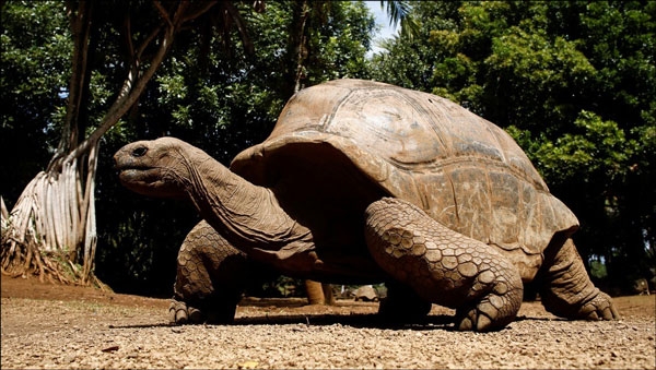 السلاحف البرية