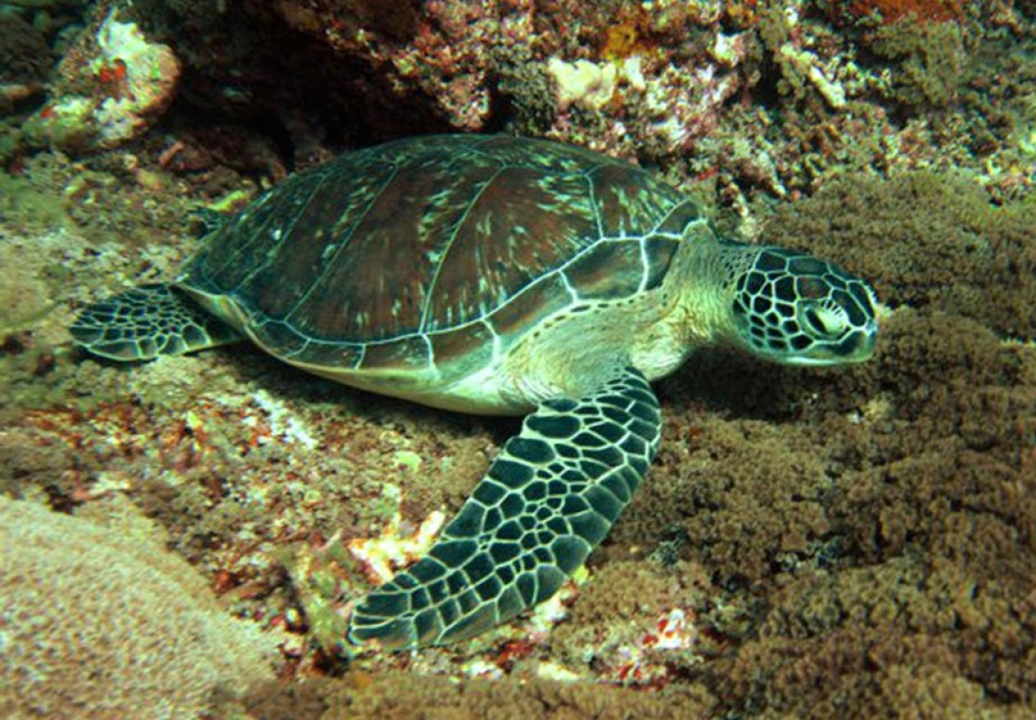 السلحفاة الخضراء Chelonia mydas