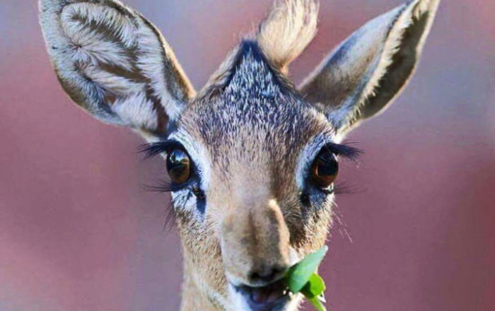 ظبي بعيون واسعة يطلق عليه اسم المها
