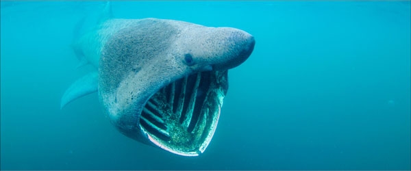 القرش المتشمِّس