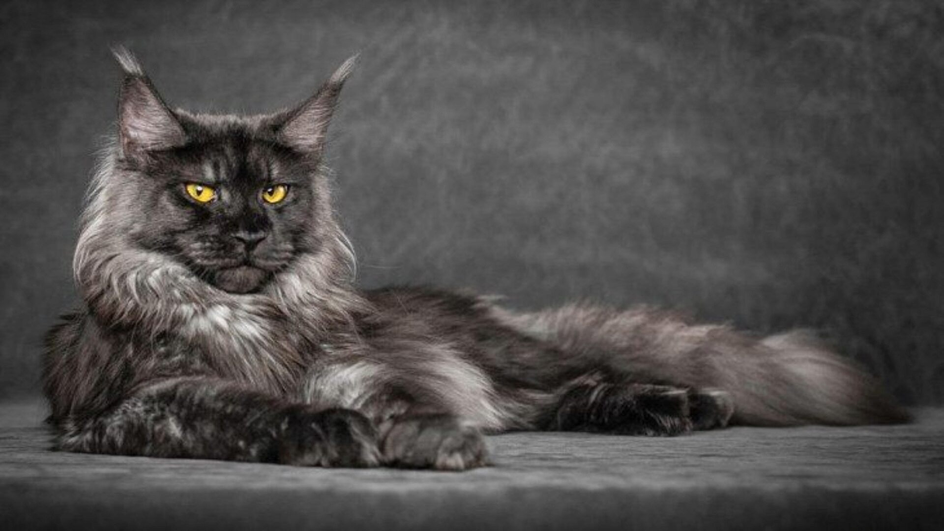 القط المين كون (Maine Coon)