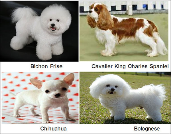 الكلاب الرفقاء