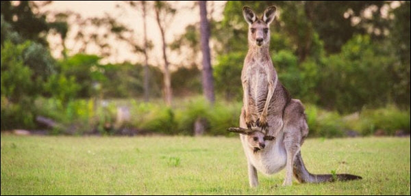 الكنغر ذو الفرو (كنغر الظباء)