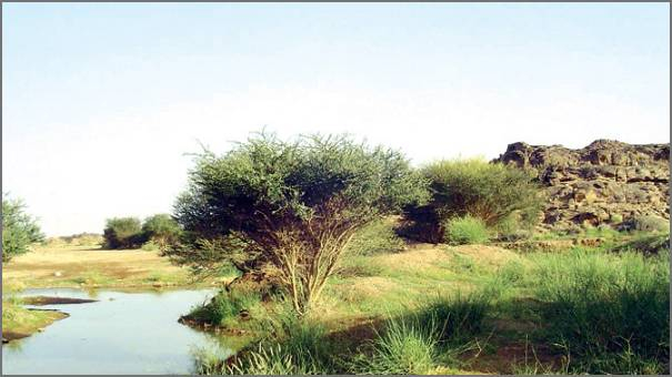 المحميات الطبيعية في وادي الدواسر