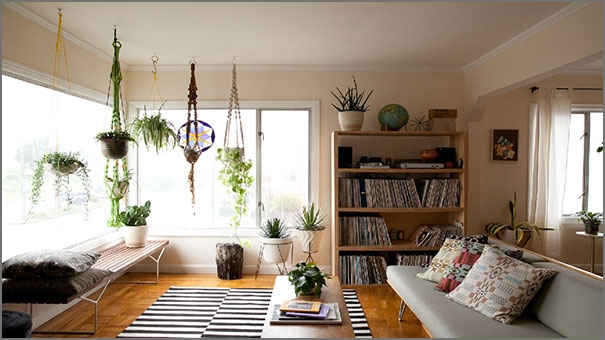 النباتات المنزلية