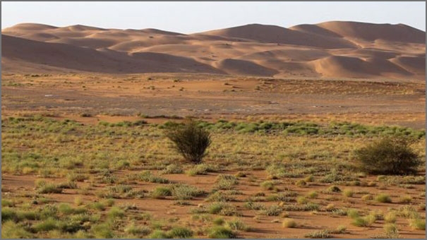 النباتات في الصحراء