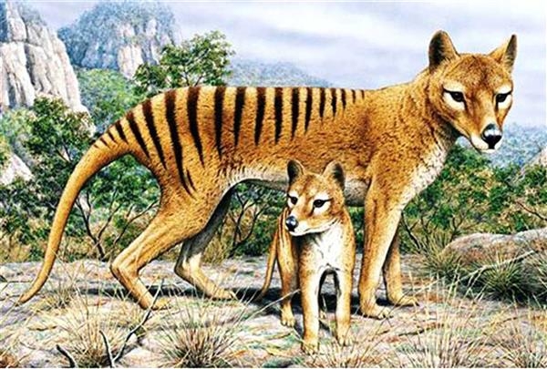 النمر التسماني