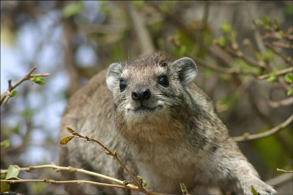 الوبر الشجري